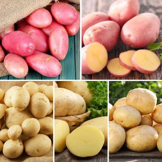 Супер оферта! Картофи Mix, комплект от 5 сорта изображение 12