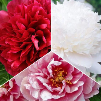 Супер оферта! Комплект божури, 3 сорта изображение 17