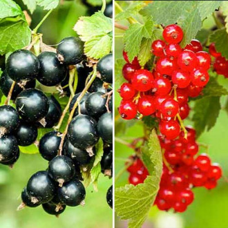 Супер оферта! Комплект Дует от френско грозде, 2 сорта изображение 10