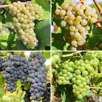 Супер оферта! Комплект "Гроздово изкушение", 4 сорта изображение 2