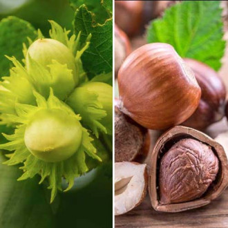 Супер оферта! Комплект лешници Duo 2 сорта изображение 10