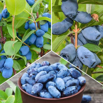 Супер оферта! Комплект лоницера (ядлива), 3 сорта изображение 1