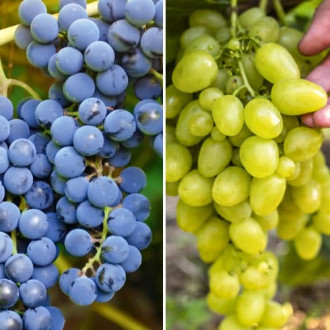 Супер оферта! Комплект много ранни лози, 2 сорта изображение 15