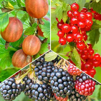 Супер оферта! Комплект Мултивитамин, 3 сорта изображение 15