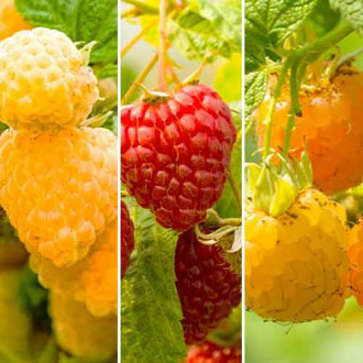 Супер оферта! Комплект от малини, ремонтантни 3 сорта изображение 11