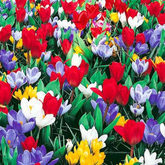 Super oferta! Krokus Jeanne D`Arc, Krokus Remembrance, Tulipan Showwinner, zestaw 25 cebul interface.image 10