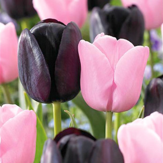 Super ofertă! Lalele târzii, set de 2 soiuri imagine 12