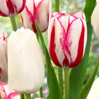 Super ofertă! Lalele târzii, set de 25 de bulbi imagine 4