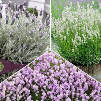 Super ofertă! Lavandă, set de 3 soiuri imagine 12