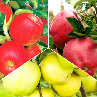 Meri Trio, set de 3 soiuri imagine 2