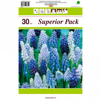 Ofertă specială! Muscari, set de 30 de bulbi imagine 5