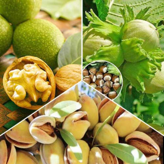 Ofertă specială! Nucifere, set de 3 soiuri imagine 2