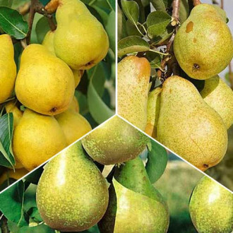 Super ofertă! Peri Trio, set de 3 soiuri imagine 15