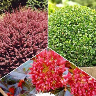 Super ofertă! Plante ornamentale topiare, set de 3 soiuri imagine 12