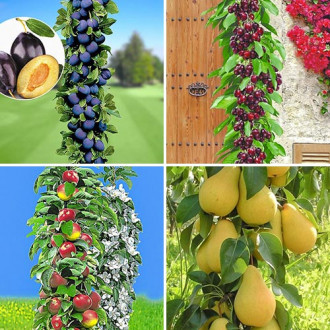 Ofertă specială! Pomi columnari Livada de acasă, set de 4 soiuri imagine 2