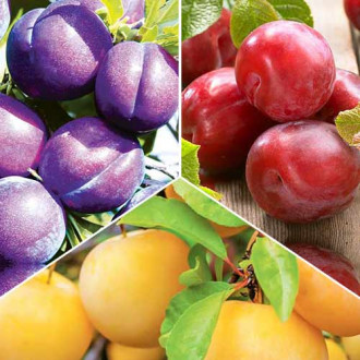 Super ofertă! Pruni Trio, de 3 soiuri imagine 14