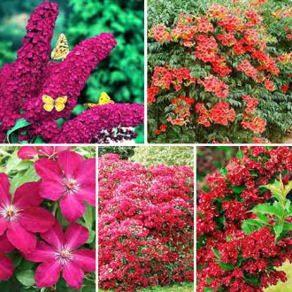 Super ofertă! Plante ornamentale Red Magic, set de 5 soiuri imagine 9