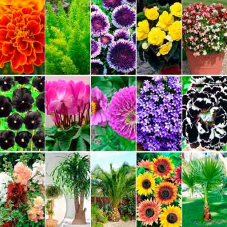 Super ofertă! Seminţe de flori, set de 15 soiuri imagine 8