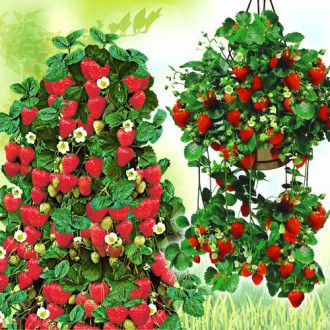 Super-ofertă ! Set de căpşuni de 2 soiuri imagine 9