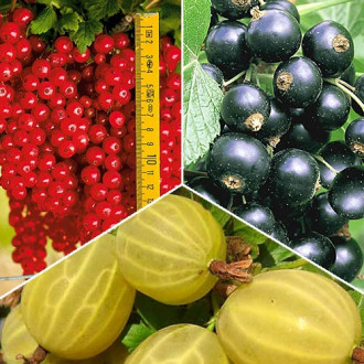 Super ofertă! Set de fructe de padure 3 răsaduri imagine 7