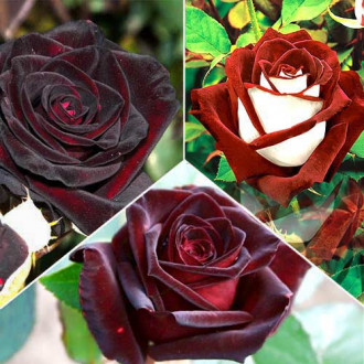 Super-ofertă ! Set de trandafiri teahibrid, de 3 soiuri imagine 2