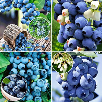  Super-ofertă! Set  de  Afin gigant 4 răsaduri imagine 3