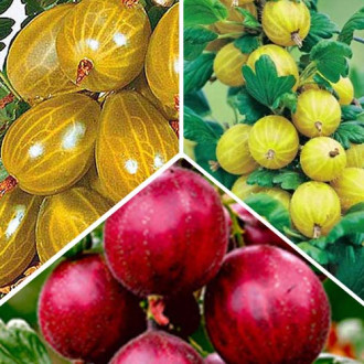 Super ofertă! Set de agriș trio imagine 14