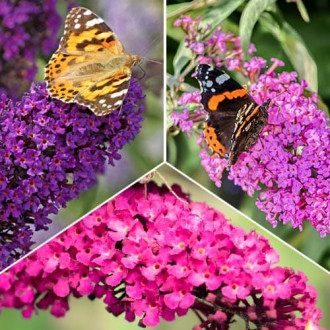 Liliac de vară Trio, set de 3 soiuri imagine 7