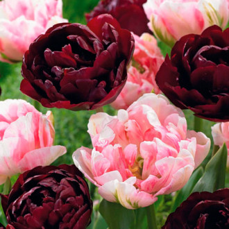 Super-ofertă ! Set de bulbi de Lalele duble imagine 6