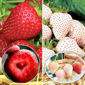 Super-ofertă ! Set de căpşuni (Honey, Anablanka) de 2 soiuri imagine 7