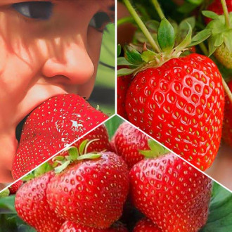 Super-ofertă ! Set de căpșuni (Kimberly, Gigantella, Portola)  de 3 soiuri imagine 3