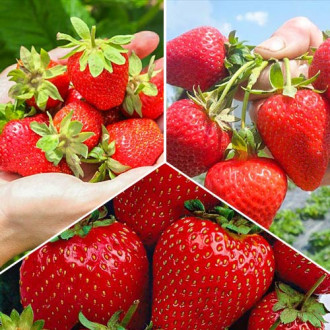 Super-ofertă ! Set de căpșuni (San Andreas, Ostara, Monterey) de 3 soiuri imagine 8
