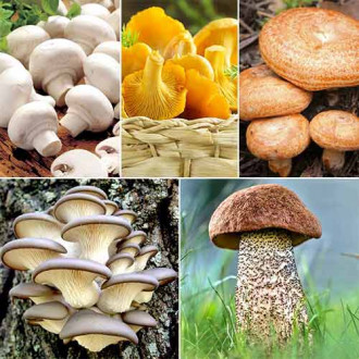 Super-ofertă! Set de ciuperci pentru prăjit, 5 soiuri imagine 3
