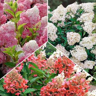 Super-ofertă! Set de Hortensii de 3 soiuri imagine 13