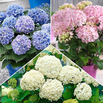 Super-ofertă! Set de Hortensii macrophylla de 3 soiuri imagine 16