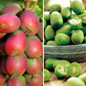 Super-ofertă ! Set de Mini-kiwi 4 răsaduri imagine 11