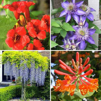 Plante ornamentale Mireasma zorilor (9115) imagine 6