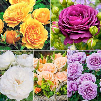 Super-ofertă ! Set de trandafiri floribunda 5 butași imagine 14