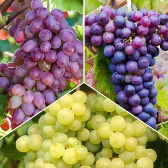 Ofertă specială! Viță de vie Elite, set de 3 soiuri imagine 14