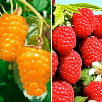  Super-ofertă!  Set de zmeuri 6 răsaduri imagine 13