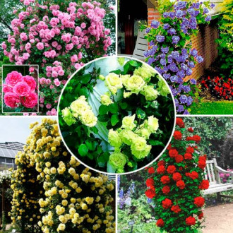 Super-ofertă ! Set de trandafiri urcători de 5 soiuri imagine 1