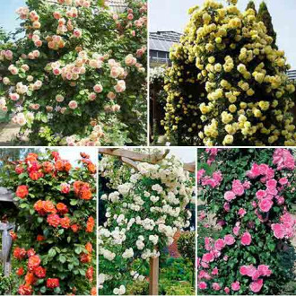 Super ofertă! Trandafiri urcători Simfonia trandafirilor, set de 5 soiuri  imagine 9