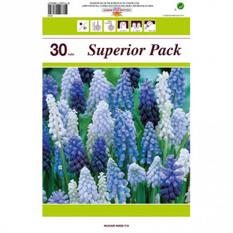 Super oferta! Szafirek, zestaw 30 cebul interface.image 4