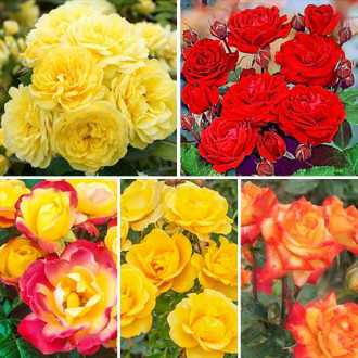 Super ofertă! Trandafiri floribunda Magic colors, de 5 soiuri imagine 12