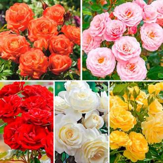 Ofertă specială! Trandafiri floribunda Magic colors, set de 5 soiuri imagine 15