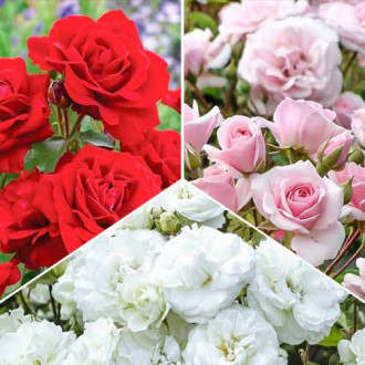 Super ofertă! Trandafiri floribunda Tricolor, 3 soiuri imagine 15