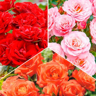 Ofertă specială! Trandafiri floribunda Tricolor, set de 3 soiuri imagine 14