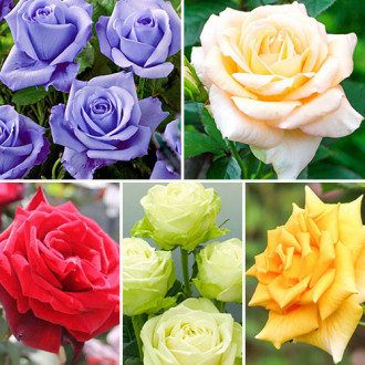 Super ofertă! Trandafiri teahibrizi Clasic Mix, 5 soiuri imagine 6