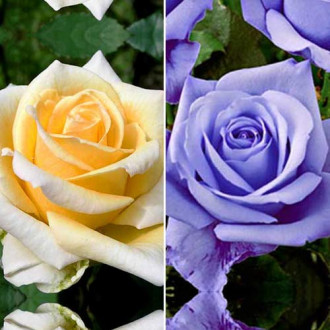 Super ofertă! Trandafiri teahibrizi Duo, set de 2 soiuri imagine 7