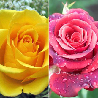 Super ofertă! Trandafiri teahibrizi Duo, 2 soiuri imagine 13